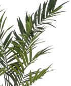 Künstliche Kentia Palme - Isaiah | 270 cm auf transparentem Hintergrund, als Ausschnitt fotografiert, damit die Details der Kunstpflanze bzw. des Kunstbaums noch deutlicher zu erkennen sind.