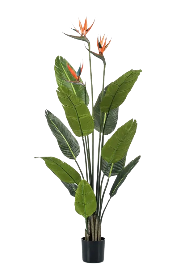 Künstliche Strelitzia - Constantin auf transparentem Hintergrund mit echt wirkenden Kunstblättern. Diese Kunstpflanze gehört zur Gattung/Familie der "Strelitzias" bzw. "Kunst-Strelitzias".