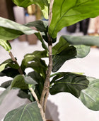 Künstlicher Ficus Lyrata - Mona | 90 cm | Kunstbaum von aplanta