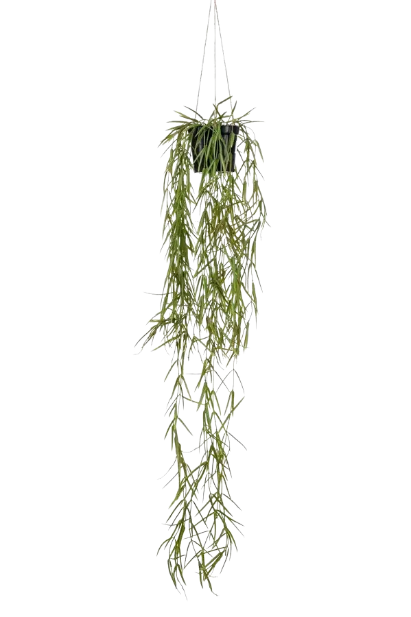 Künstliche Hänge-Hoya - Kurt, 80 cm, Kunstpflanze von aplanta, in Grün, für drinnen