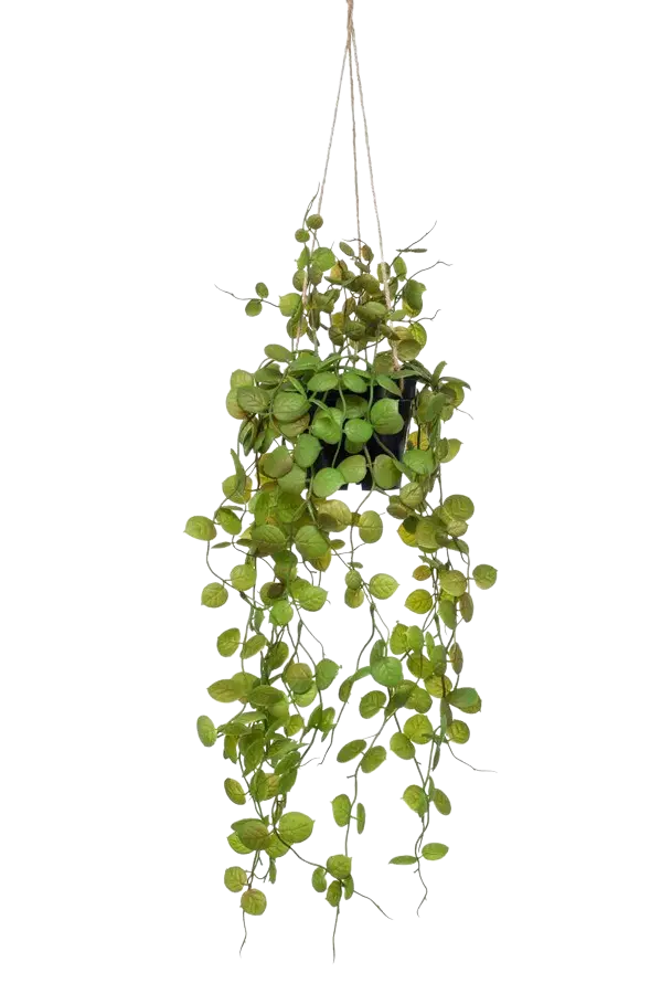 Künstliche Hänge-Ceropegia - Konrad auf transparentem Hintergrund mit echt wirkenden Kunstblättern. Diese Kunstpflanze gehört zur Gattung/Familie der "Leuchterblumen" bzw. "Kunst-Leuchterblumen".