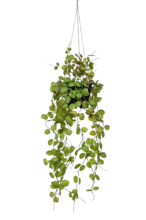 Künstliche Hänge-Ceropegia - Konrad auf transparentem Hintergrund mit echt wirkenden Kunstblättern. Diese Kunstpflanze gehört zur Gattung/Familie der "Leuchterblumen" bzw. "Kunst-Leuchterblumen".