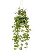 Künstliche Hänge-Ceropegia - Konrad auf transparentem Hintergrund mit echt wirkenden Kunstblättern. Diese Kunstpflanze gehört zur Gattung/Familie der 