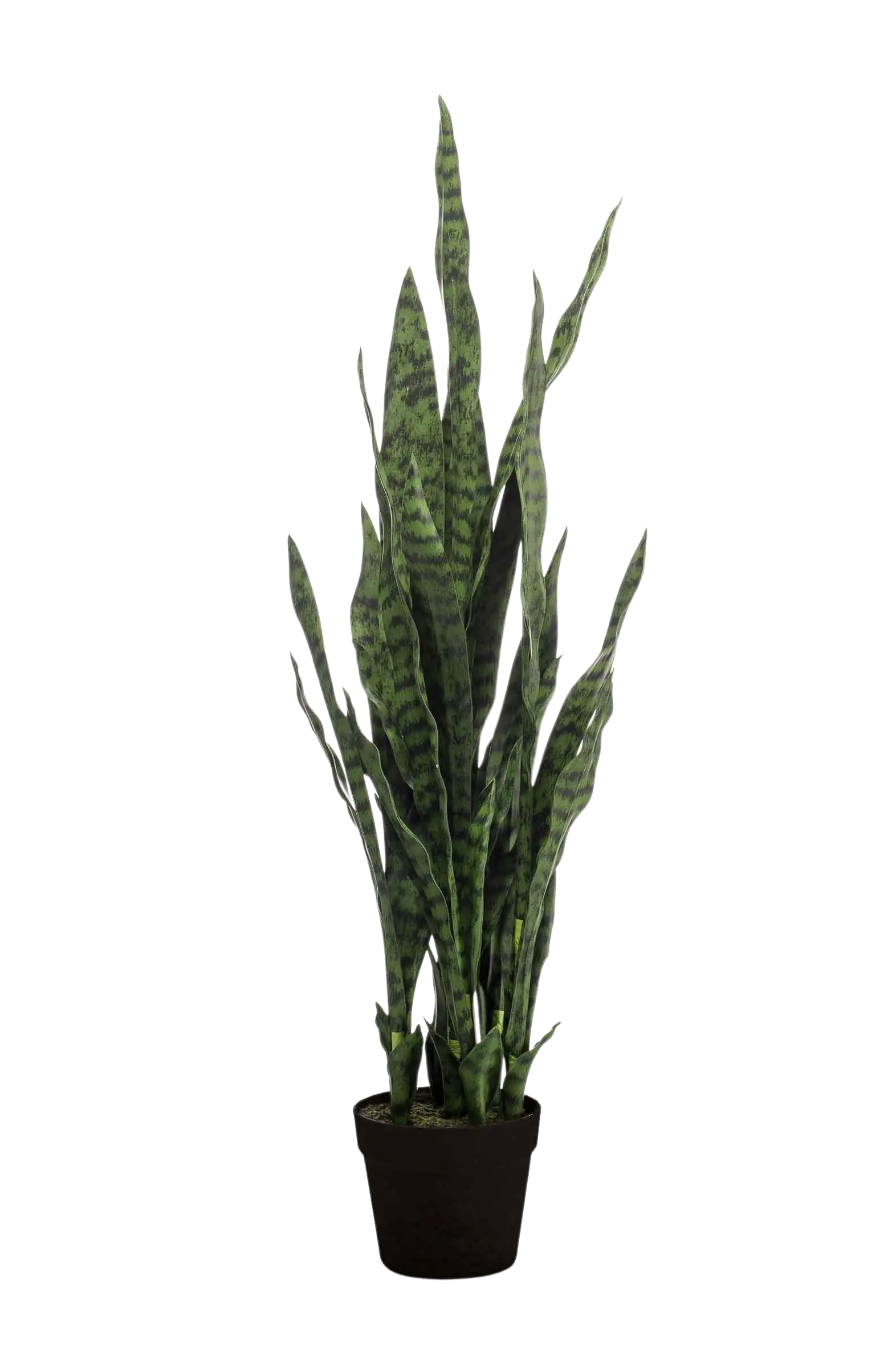 Künstlicher Bogenhanf - Jette auf transparentem Hintergrund mit echt wirkenden Kunstblättern. Diese Kunstpflanze gehört zur Gattung/Familie der "Sansevierias" bzw. "Kunst-Sansevierias".