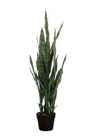 Künstlicher Bogenhanf - Jette auf transparentem Hintergrund mit echt wirkenden Kunstblättern. Diese Kunstpflanze gehört zur Gattung/Familie der "Sansevierias" bzw. "Kunst-Sansevierias".