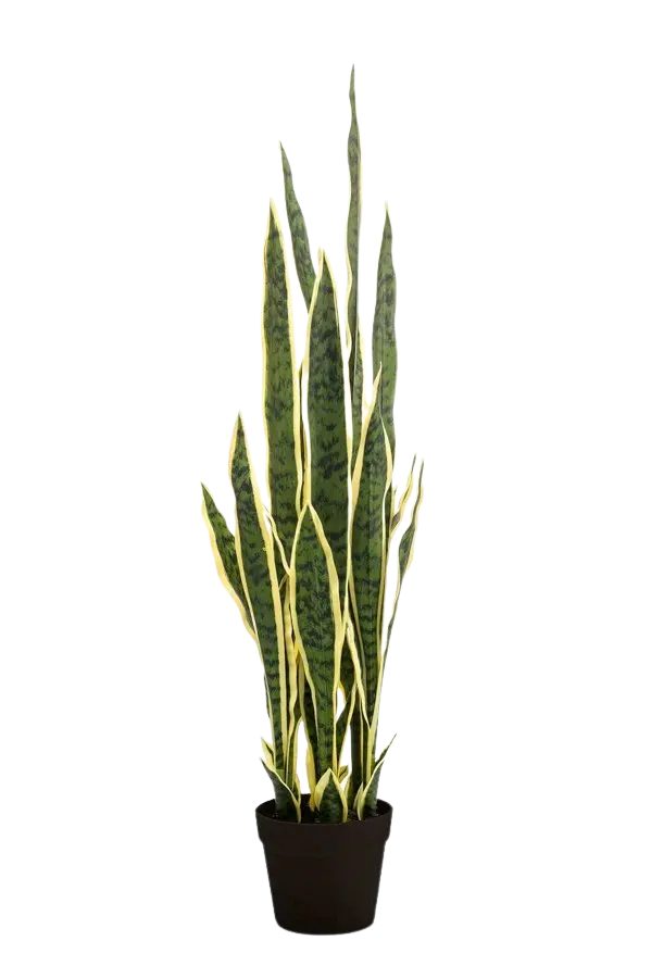 Künstlicher Bogenhanf - Jana auf transparentem Hintergrund mit echt wirkenden Kunstblättern. Diese Kunstpflanze gehört zur Gattung/Familie der "Sansevierias" bzw. "Kunst-Sansevierias".
