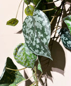 Scindapsus pictus hanging bush 90cm green/grey |  von aplanta