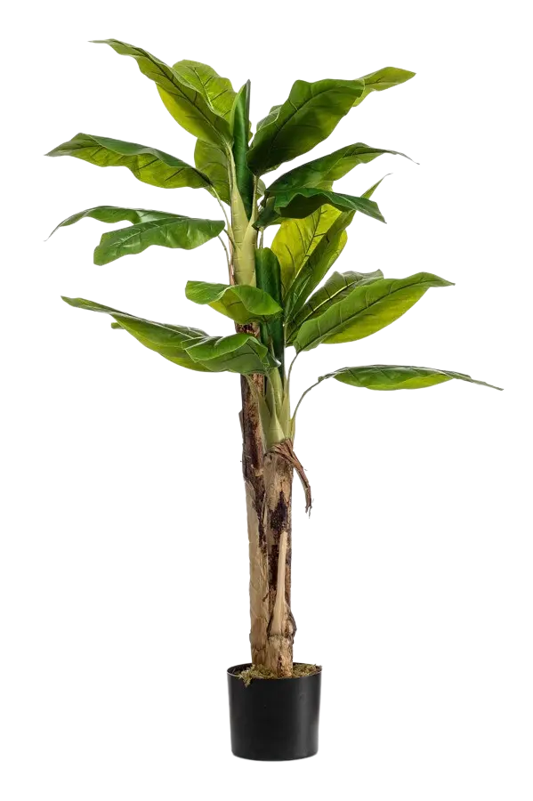 Künstlicher Bananenbaum - Can auf transparentem Hintergrund mit echt wirkenden Kunstblättern. Diese Kunstpflanze gehört zur Gattung/Familie der "Bananenbäume" bzw. "Kunst-Bananenbäume".
