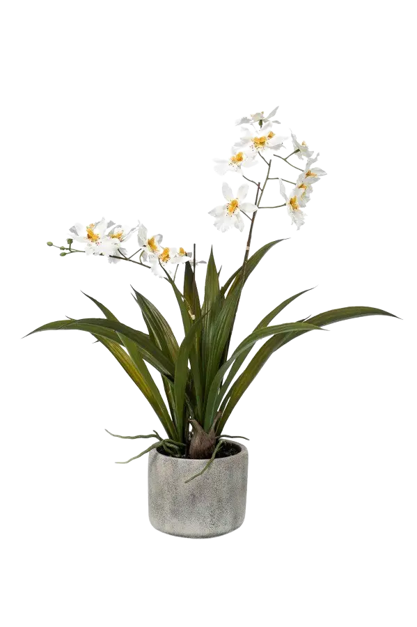 Hochwertige Orchidee künstlich auf transparentem Hintergrund mit echt wirkenden Kunstblättern in natürlicher Anordnung. Künstliche Orchidee - Pansy hat die Farbe Creme und ist 45 cm hoch. | aplanta Kunstpflanzen