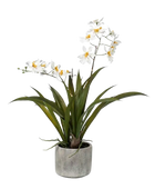 Hochwertige Orchidee künstlich auf transparentem Hintergrund mit echt wirkenden Kunstblättern in natürlicher Anordnung. Künstliche Orchidee - Pansy hat die Farbe Creme und ist 45 cm hoch. | aplanta Kunstpflanzen