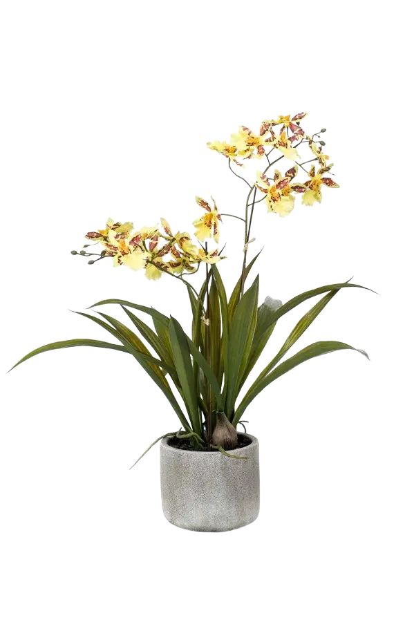 Künstliches Oncidium - Lilli auf transparentem Hintergrund mit echt wirkenden Kunstblättern. Diese Kunstpflanze gehört zur Gattung/Familie der "Orchideen" bzw. "Kunst-Orchideen".
