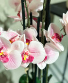 Künstliche Orchidee - Leo | 100 cm | Kunstblume von aplanta