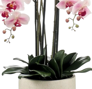 Künstliche Orchideen – Orchideen künstlich online kaufen