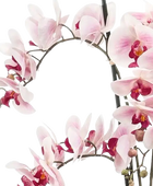 Künstliche Orchidee - Leo | 100 cm auf transparentem Hintergrund, als Ausschnitt fotografiert, damit die Details der Kunstpflanze bzw. des Kunstbaums noch deutlicher zu erkennen sind.