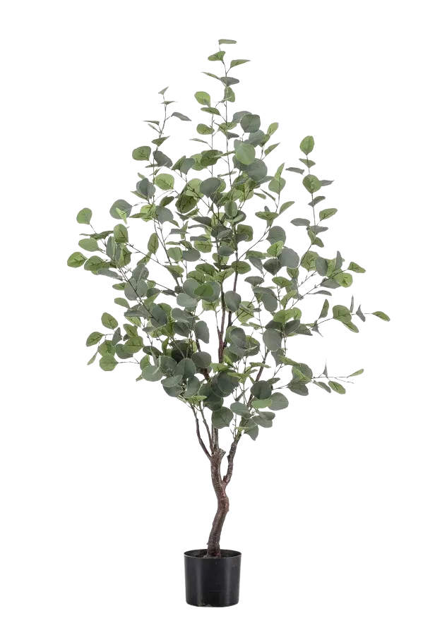 Hochwertiger Eukalyptus künstlich auf transparentem Hintergrund mit echt wirkenden Kunstblättern in natürlicher Anordnung. Künstlicher Eucalyptus Baum - Christopher hat die Farbe Natur und ist 120 cm hoch. | aplanta Kunstpflanzen