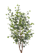 Hochwertiger Eukalyptus künstlich auf transparentem Hintergrund mit echt wirkenden Kunstblättern in natürlicher Anordnung. Künstlicher Eucalyptus Baum - Christopher hat die Farbe Natur und ist 140 cm hoch. | aplanta Kunstpflanzen