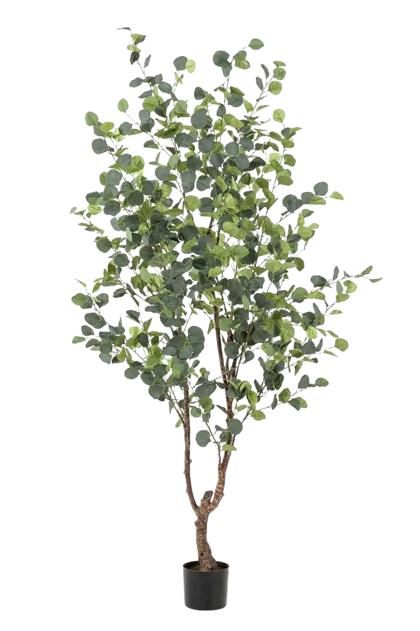 Hochwertiger Eukalyptus künstlich auf transparentem Hintergrund mit echt wirkenden Kunstblättern in natürlicher Anordnung. Künstlicher Eucalyptus Baum - Christopher hat die Farbe Natur und ist 180 cm hoch. | aplanta Kunstpflanzen