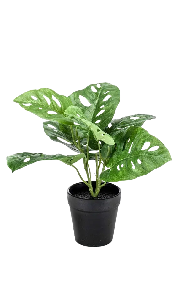 Hochwertige Monstera Kunstpflanze auf transparentem Hintergrund mit echt wirkenden Kunstblättern in natürlicher Anordnung. Künstliche Monstera - Jonah hat die Farbe Natur und hat eine Höhe von 30 cm | aplanta Kunstpflanzen