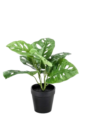 Hochwertige Monstera Kunstpflanze auf transparentem Hintergrund mit echt wirkenden Kunstblättern in natürlicher Anordnung. Künstliche Monstera - Jonah hat die Farbe Natur und hat eine Höhe von 30 cm | aplanta Kunstpflanzen