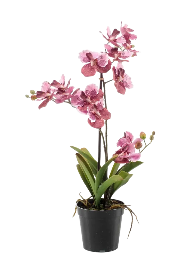 Künstliche Vanda - Liam auf transparentem Hintergrund mit echt wirkenden Kunstblättern. Diese Kunstpflanze gehört zur Gattung/Familie der "Orchideen" bzw. "Kunst-Orchideen".