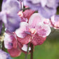 Künstliche Orchidee - Liam, 60 cm, Kunstblume von aplanta, im schwarzen Topf, in Pink, für drinnen