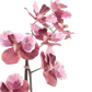 Künstliche Orchidee - Liam, 60 cm, Kunstblume von aplanta, im schwarzen Topf, in Pink, für drinnen