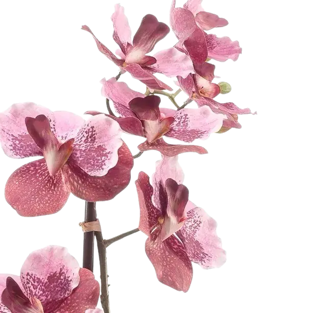 Künstliche Vanda - Liam | 60 cm auf transparentem Hintergrund, als Ausschnitt fotografiert, damit die Details der Kunstpflanze bzw. des Kunstbaums noch deutlicher zu erkennen sind.