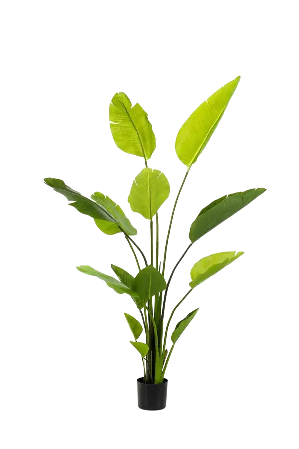 Künstliche Strelitzia - Colin auf transparentem Hintergrund mit echt wirkenden Kunstblättern. Diese Kunstpflanze gehört zur Gattung/Familie der "Strelitzias" bzw. "Kunst-Strelitzias".