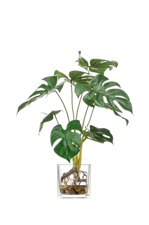 Hochwertige Monstera Kunstpflanze auf transparentem Hintergrund mit echt wirkenden Kunstblättern in natürlicher Anordnung. Künstliche Monstera - Joy hat die Farbe Grün und hat eine Höhe von 40 cm | aplanta Kunstpflanzen
