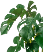 Künstliche Monstera - Joy | 45 cm auf transparentem Hintergrund, als Ausschnitt fotografiert, damit die Details der Kunstpflanze bzw. des Kunstbaums noch deutlicher zu erkennen sind.