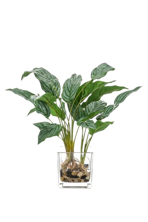 Künstlicher Kolbenfaden - Jakob auf transparentem Hintergrund mit echt wirkenden Kunstblättern. Diese Kunstpflanze gehört zur Gattung/Familie der "Aglaonemas" bzw. "Kunst-Aglaonemas".