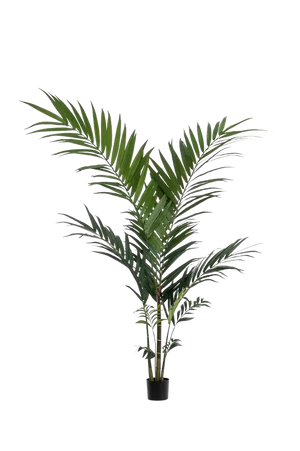 Hochwertige Kunstpalme auf transparentem Hintergrund mit echt wirkenden Kunstblättern in natürlicher Anordnung. Künstliche Kentia Palme - Nathalie hat die Farbe Natur und ist 150 cm hoch. | aplanta Kunstpflanzen