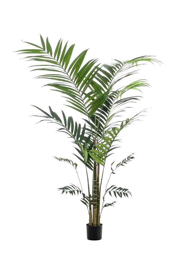 Hochwertige Kunstpalme auf transparentem Hintergrund mit echt wirkenden Kunstblättern in natürlicher Anordnung. Künstliche Kentia Palme - Nathalie hat die Farbe Natur und ist 210 cm hoch. | aplanta Kunstpflanzen