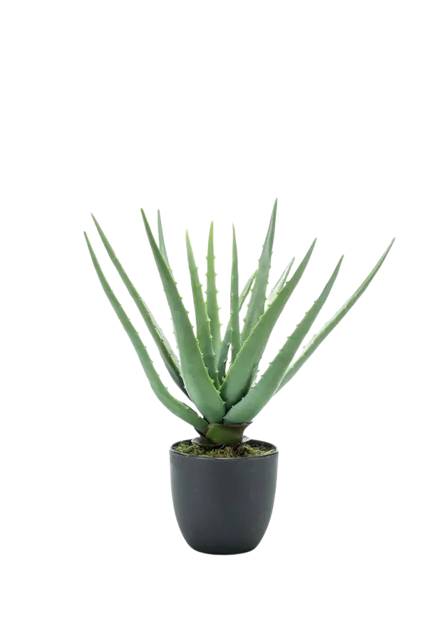 Künstliche Aloe - Penelope auf transparentem Hintergrund mit echt wirkenden Kunstblättern. Diese Kunstpflanze gehört zur Gattung/Familie der "Aloen" bzw. "Kunst-Aloen".