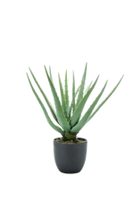 Künstliche Aloe - Penelope, 35 cm, Kunstpflanze von aplanta, im schwarzen Topf, in Natur, für drinnen