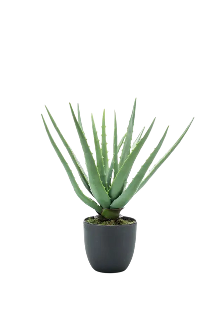 Künstliche Aloe - Penelope, 35 cm, Kunstpflanze von aplanta, im schwarzen Topf, in Natur, für drinnen