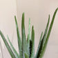 Künstliche Aloe - Penelope, 35 cm, Kunstpflanze von aplanta, im schwarzen Topf, in Natur, für drinnen