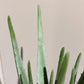 Künstliche Aloe - Penelope, 35 cm, Kunstpflanze von aplanta, im schwarzen Topf, in Natur, für drinnen