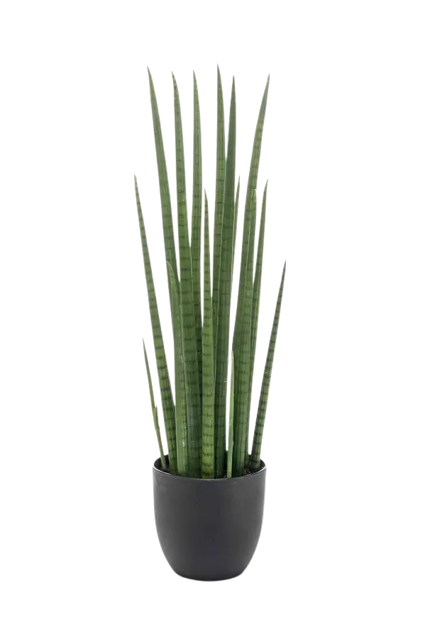 Künstlicher Bogenhanf - Joleen auf transparentem Hintergrund mit echt wirkenden Kunstblättern. Diese Kunstpflanze gehört zur Gattung/Familie der "Sansevierias" bzw. "Kunst-Sansevierias".