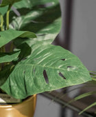 Künstlicher Monstera Busch - Lotte | 30 cm