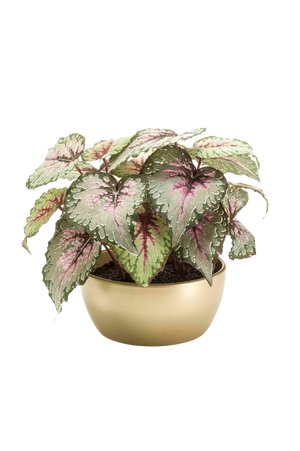 Künstliche Begonie - Georg auf transparentem Hintergrund mit echt wirkenden Kunstblättern in natürlicher Anordnung. Künstliche Begonie - Georg hat die Farbe Natur und ist 25 cm hoch. | aplanta Kunstpflanzen