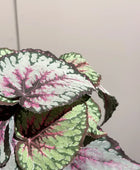 Künstliche Begonie - Georg | 25 cm | Kunstpflanze von aplanta