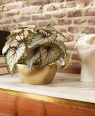 Künstliche Begonie - Georg | 25 cm