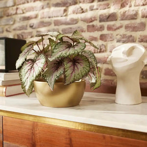 Künstliche Begonie - Georg | 25 cm