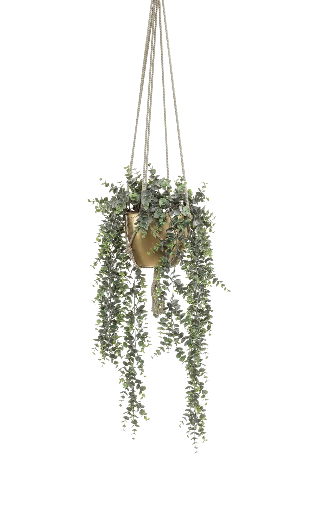 Hochwertige künstliche Hängepflanze auf transparentem Hintergrund mit echt wirkenden Kunstblättern in natürlicher Anordnung. Künstlicher Eucalyptus - Karolina hat die Farbe Natur und ist 75 cm hoch. | aplanta Kunstpflanzen