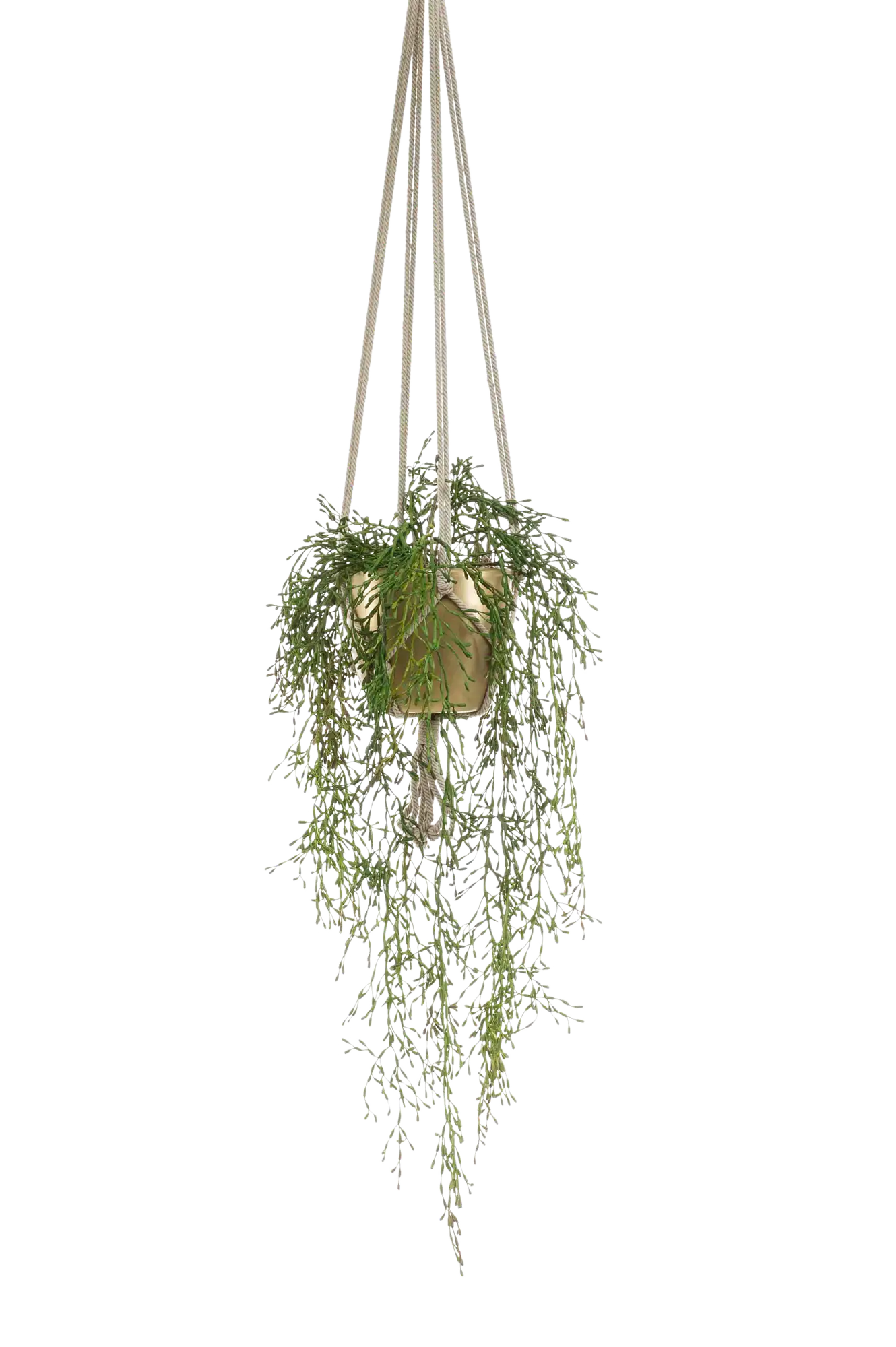Künstliche Rhipsalis - Karla auf transparentem Hintergrund mit echt wirkenden Kunstblättern in natürlicher Anordnung. Künstliche Rhipsalis - Karla hat die Farbe Grün und ist 90 cm hoch. | aplanta Kunstpflanzen