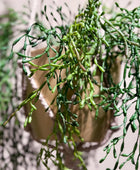 Künstliche Rhipsalis - Karla | 90 cm | Kunstpflanze von aplanta