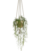 Künstliche Rhipsalis - Karla auf transparentem Hintergrund mit echt wirkenden Kunstblättern in natürlicher Anordnung. Künstliche Rhipsalis - Karla hat die Farbe Grün und ist 90 cm hoch. | aplanta Kunstpflanzen