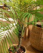 Künstliche Bergpalme - Nelly | 85 cm