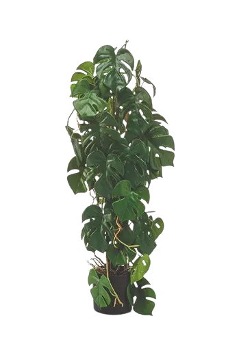 Hochwertige Monstera Kunstpflanze auf transparentem Hintergrund mit echt wirkenden Kunstblättern in natürlicher Anordnung. Künstliche Monstera - Luise hat die Farbe Natur und hat eine Höhe von 75 cm | aplanta Kunstpflanzen